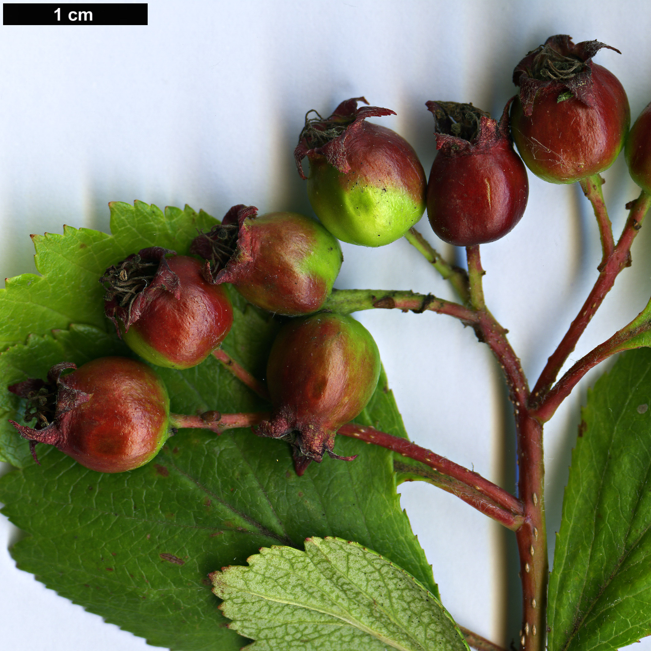 High resolution image: Family: Rosaceae - Genus: Crataegus - Taxon: okanaganensis - SpeciesSub: var. wellsii